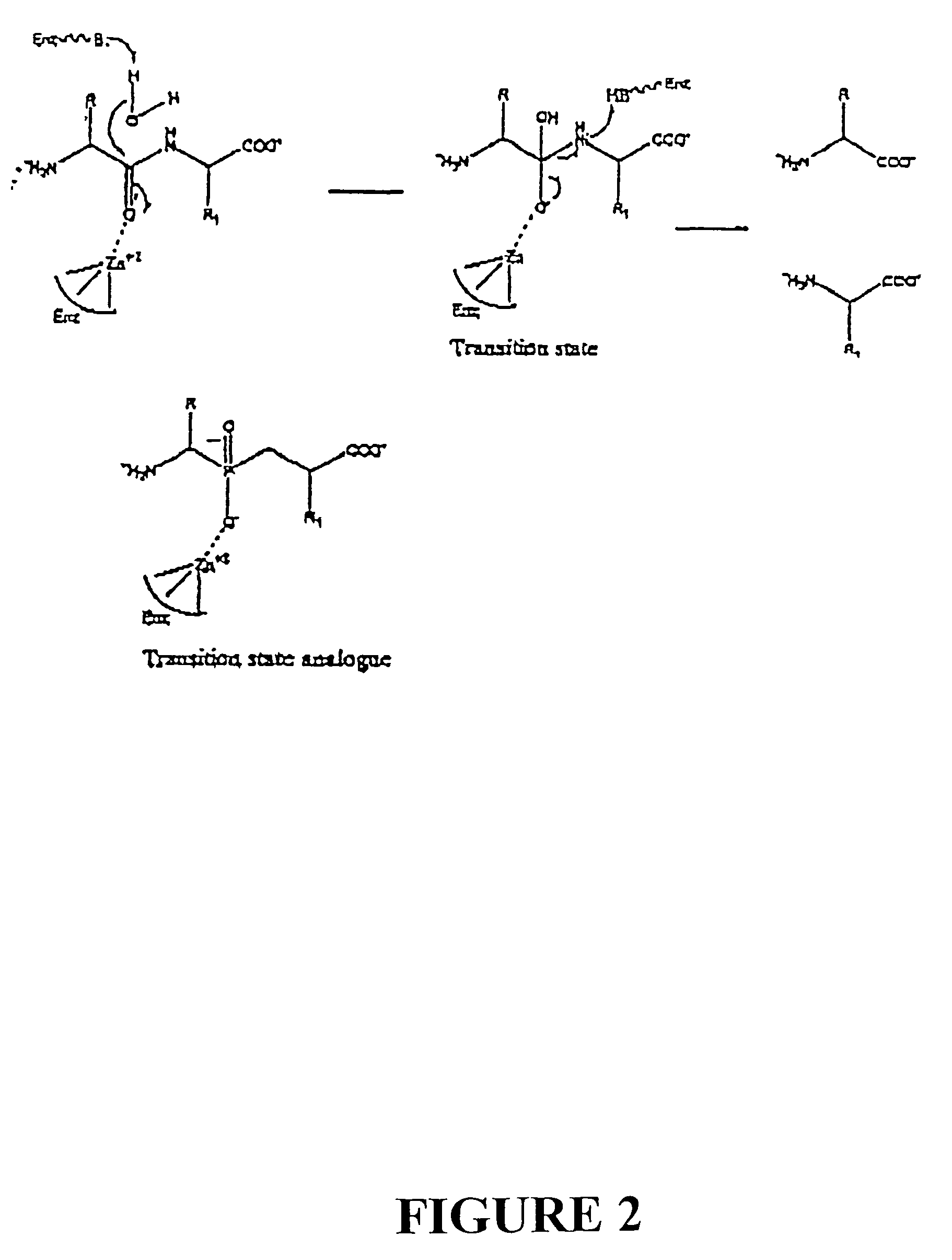 Design and synthesis of renal dipeptidase inhibitors