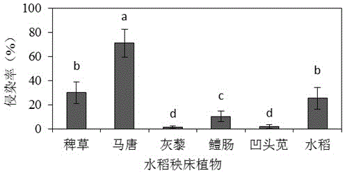 Fungal field weed inhibitor and preparation method thereof