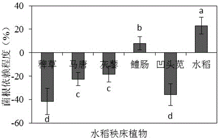 Fungal field weed inhibitor and preparation method thereof