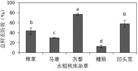 Fungal field weed inhibitor and preparation method thereof