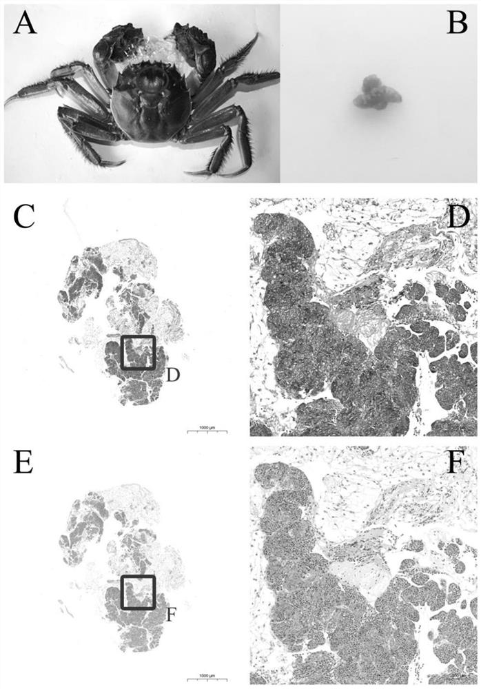 A screening model construction method for promoting immune enhancer of Chinese mitten crab hematopoietic tissue development