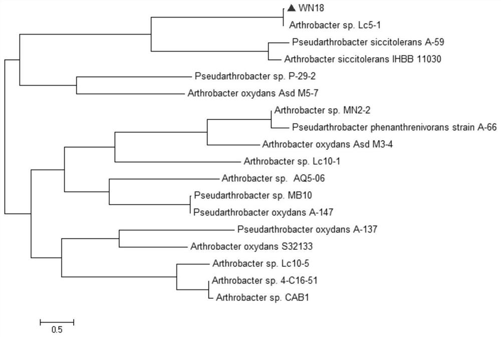 Arthrobacter sp. WN18 and application thereof