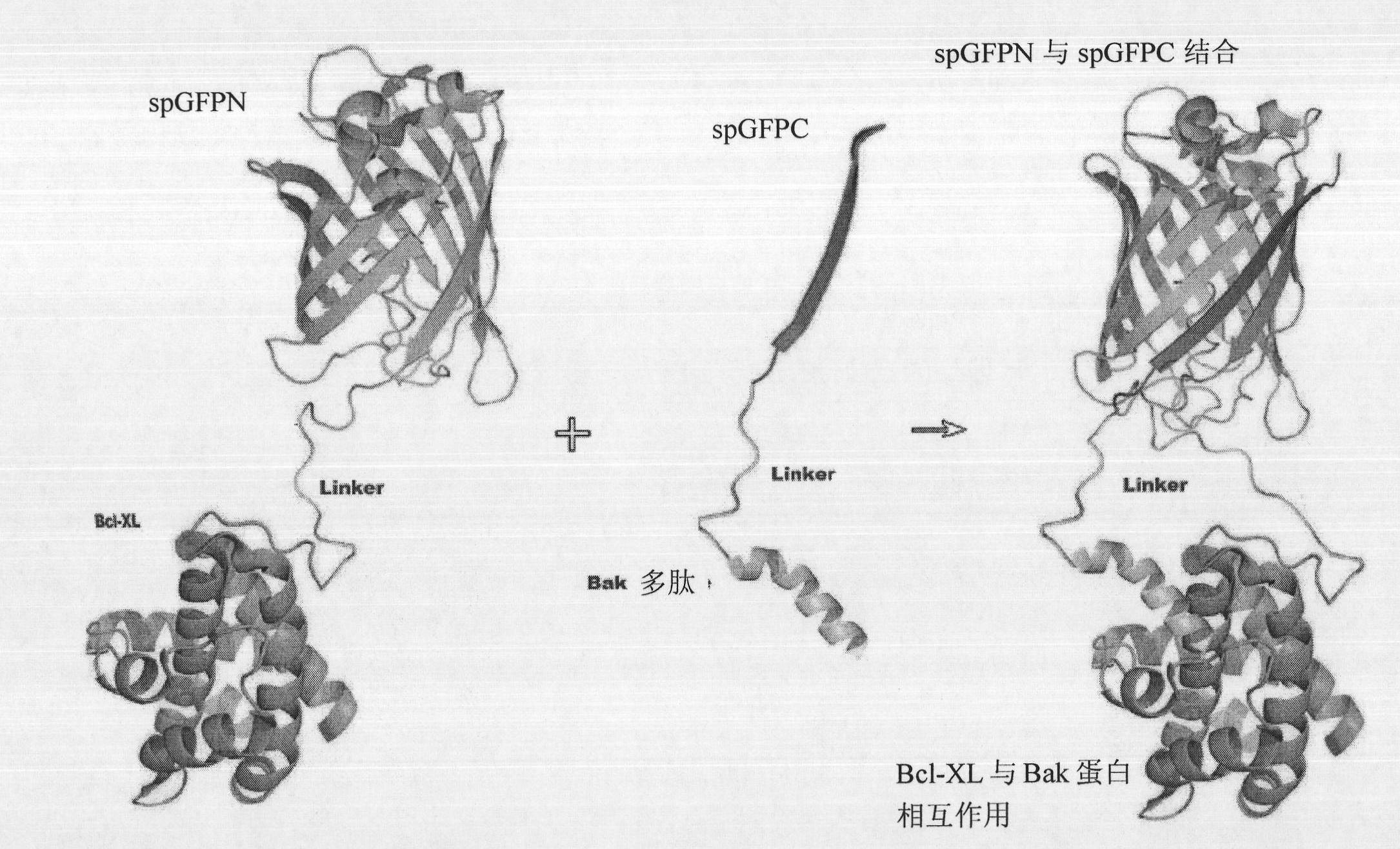 Fluorescence complementary system based on green fluorescent protein sfGFP