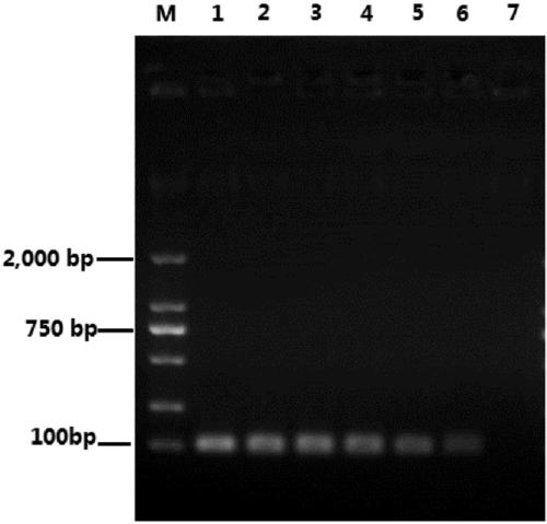 CVA2 specific primer, real-time fluorescence detection kit and use of real-time fluorescence detection kit