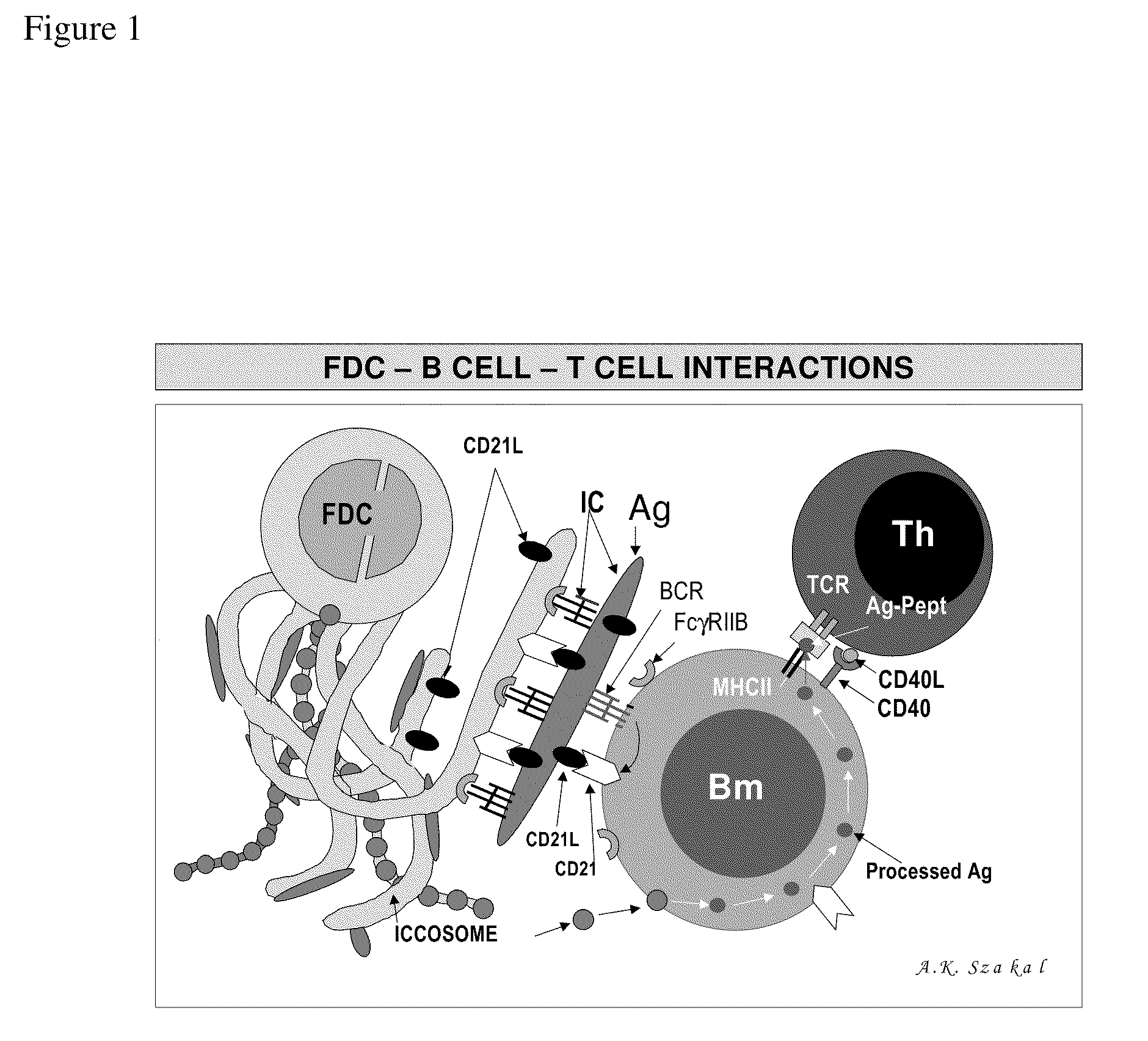 In vitro germinal centers