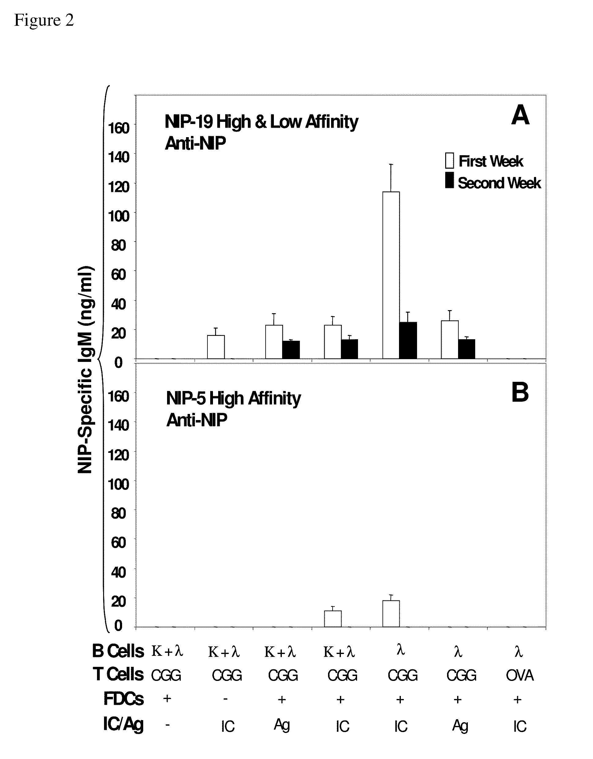 In vitro germinal centers