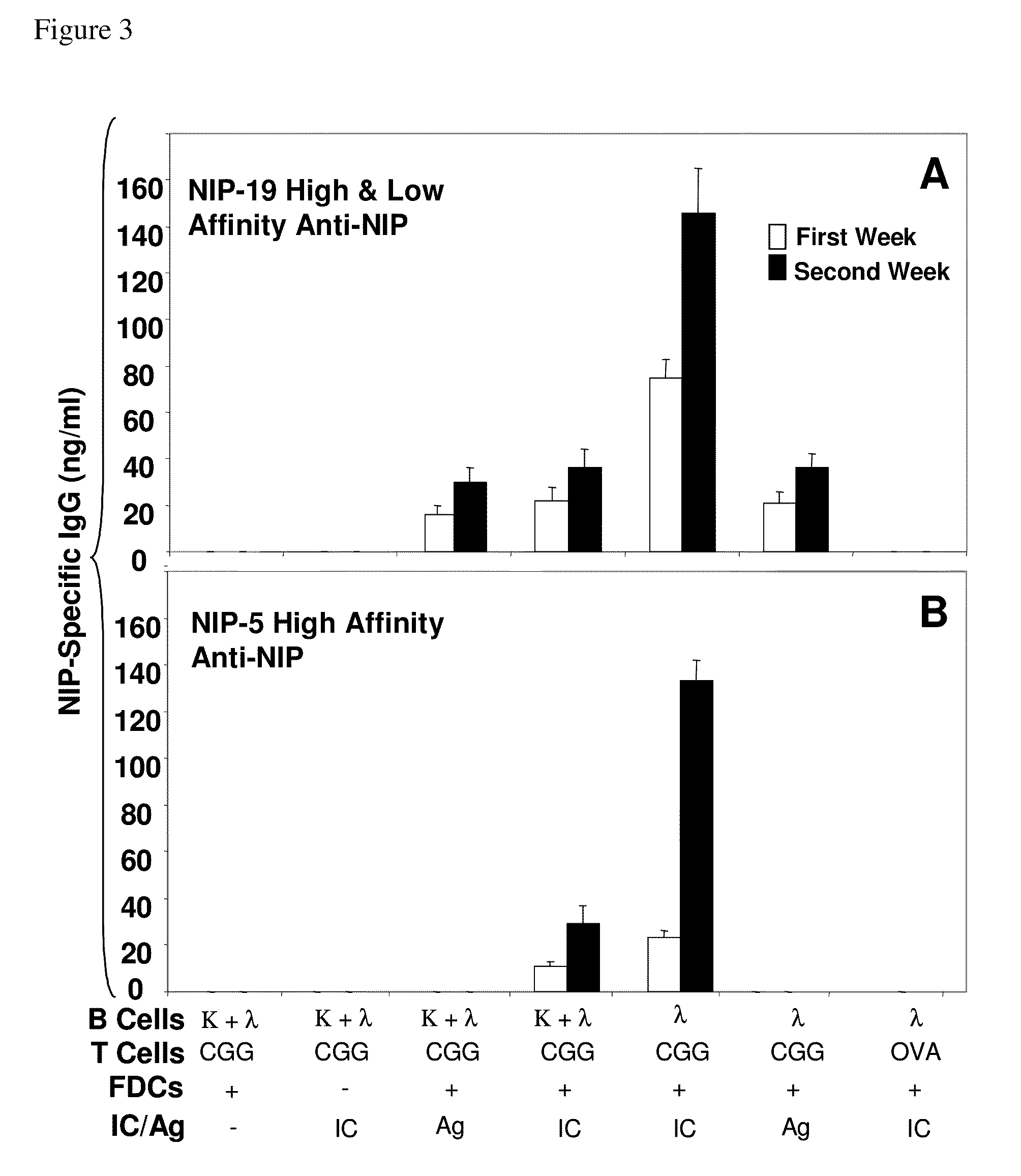 In vitro germinal centers