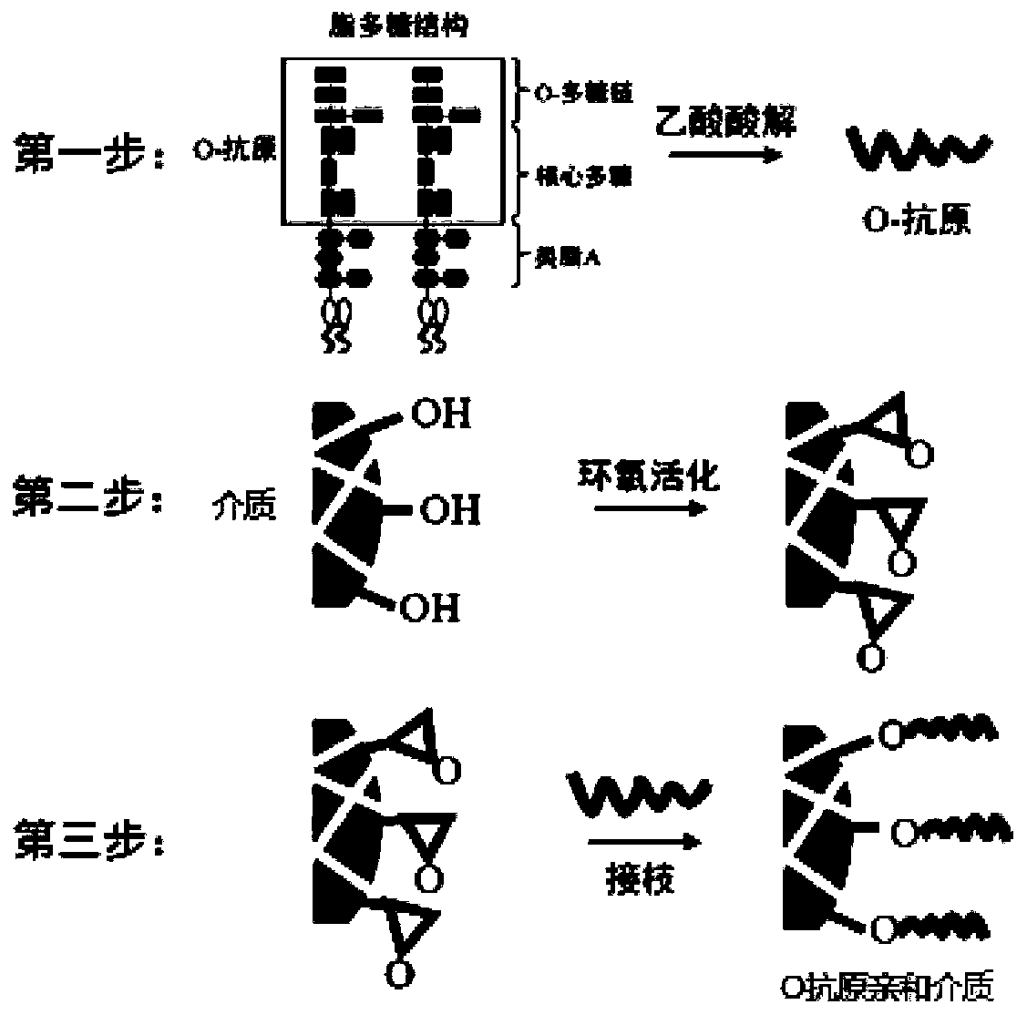 O antigen affinity medium and preparation method and application thereof