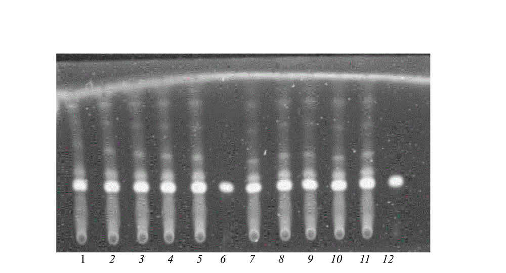 Detection method of pharmaceutical composition Gelan Xinning for treating coronary heart disease and angina