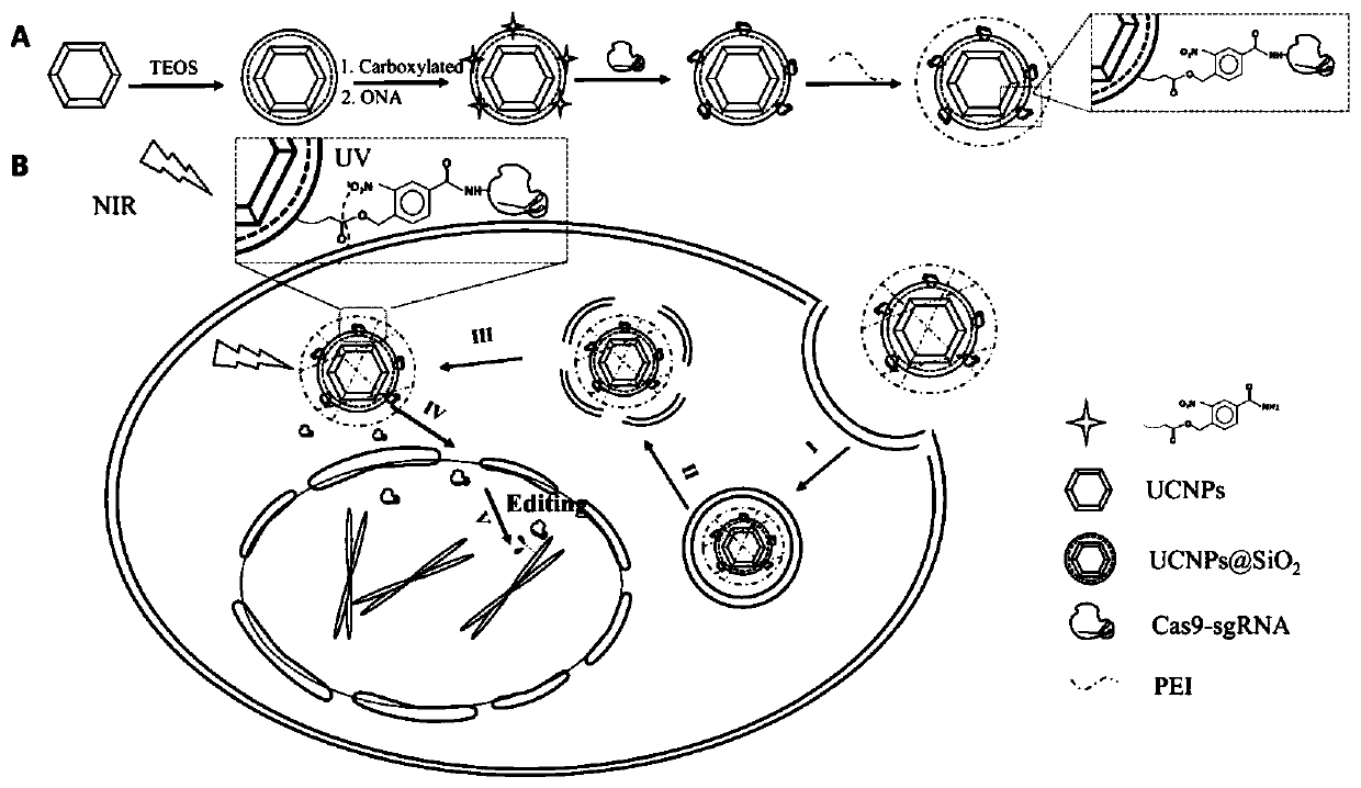 Near-infrared light controlled gene editing method