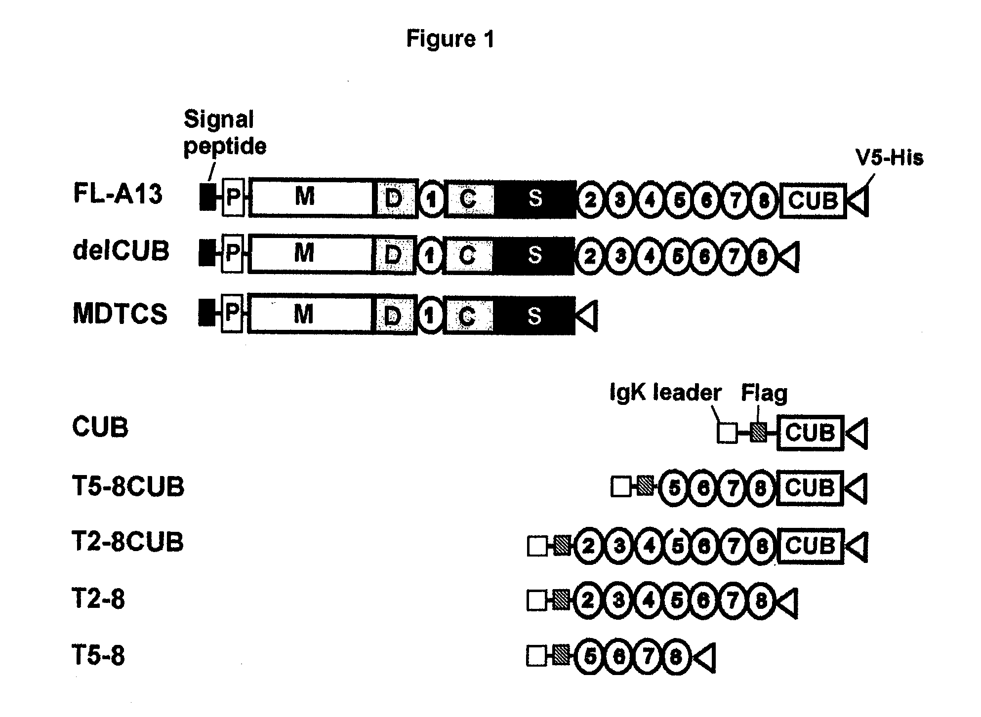 Compositions and Methods for Modulation of ADAMTS13 Activity