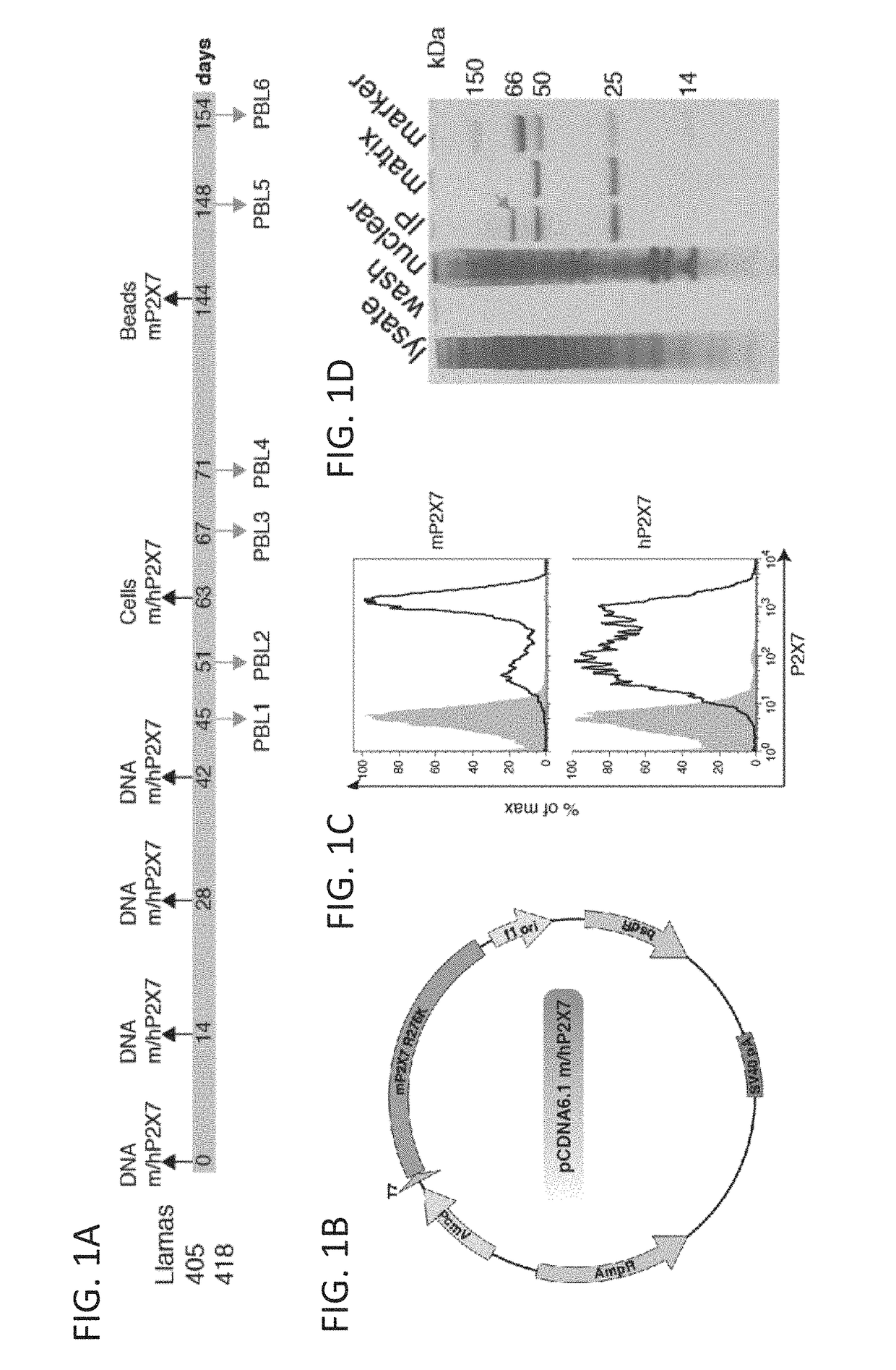 P2X7 receptor antagonists and agonists