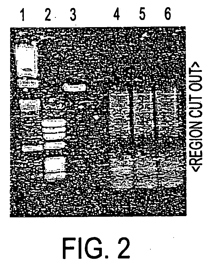 Immunogenic ovarian cancer genes