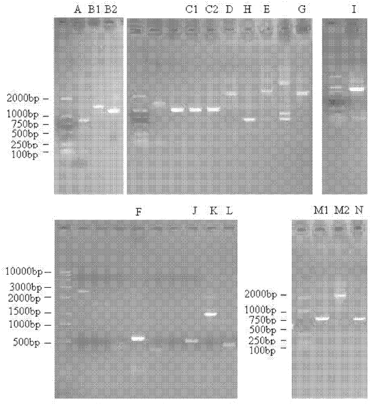 Cordycepin anabolism-related enzyme from cordyceps sinensis hirsutella sinensis, gene and application