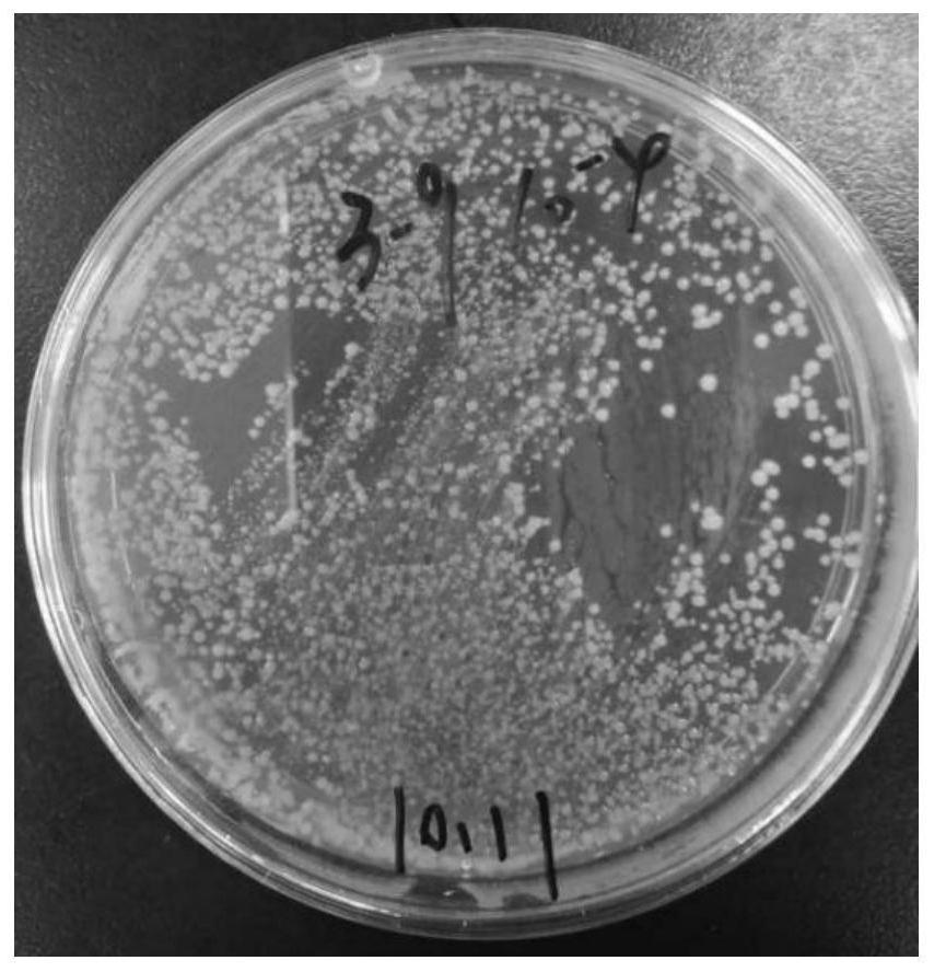 Lactobacillus rhamnosus exopolysaccharide, and preparation method and application thereof