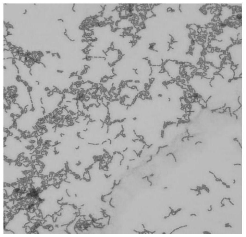 Lactobacillus rhamnosus exopolysaccharide, and preparation method and application thereof