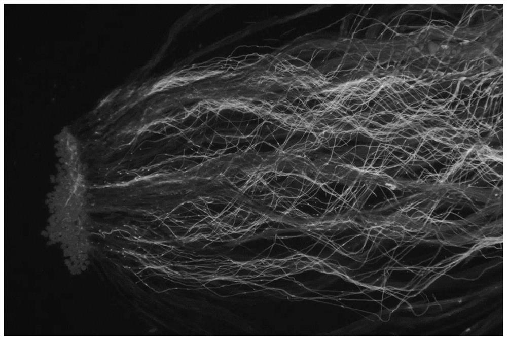 Rapid determination method for crop pollination intensity