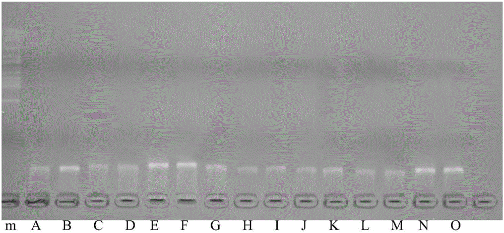 Primer group, kit and method for identifying types of desmodium styracifolium