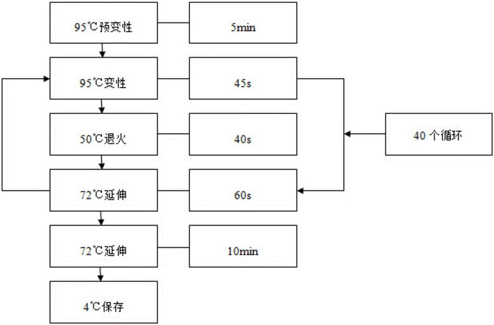 Primer group, kit and method for identifying types of desmodium styracifolium