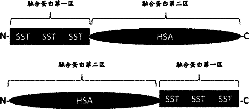 Fusion protein of human somatostatin tetradecapeptide and human serum albumin, and coding gene and preparation method thereof