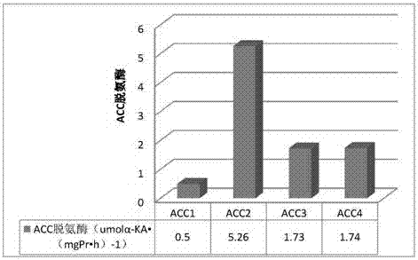 Method for separating plant growth-promoting rhinoacteria on copper tailings and evaluating performances of plant growth-promoting rhinoacteria