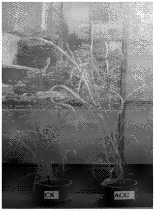 Method for separating plant growth-promoting rhinoacteria on copper tailings and evaluating performances of plant growth-promoting rhinoacteria