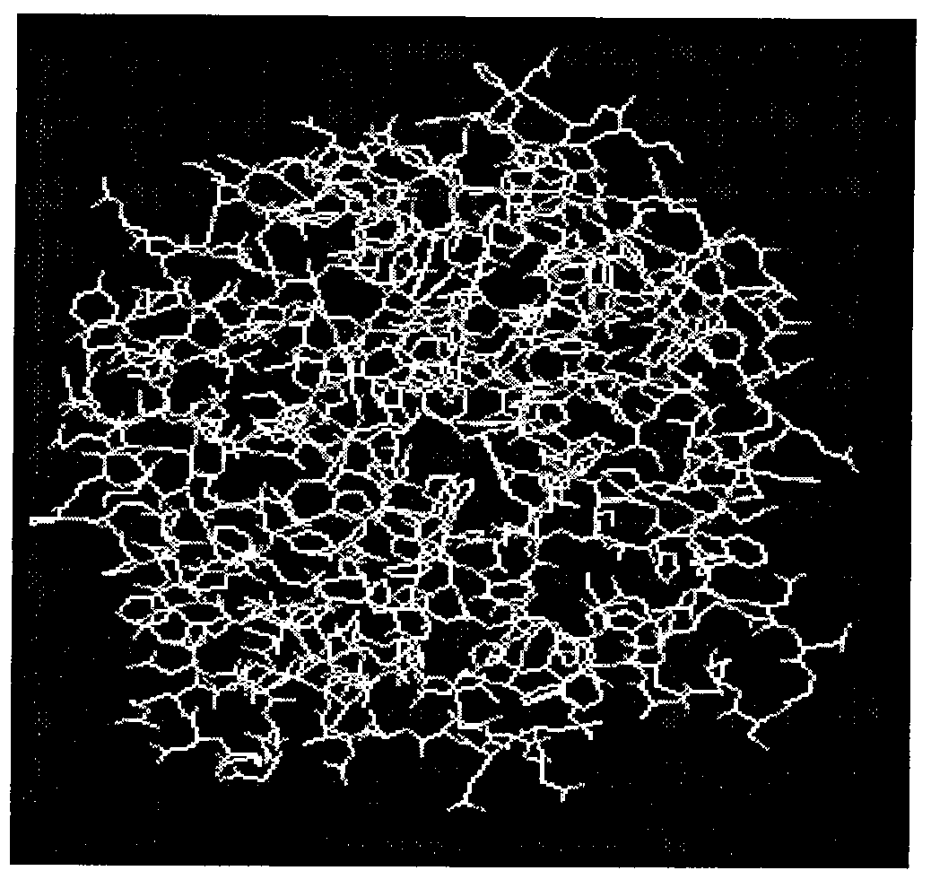 Cellulose orthogenesis method of ampullaria crossean