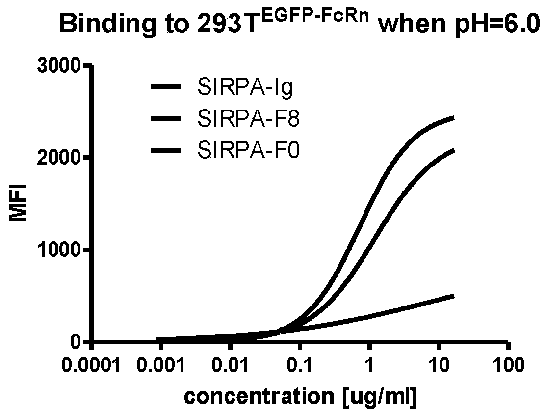 Signal regulatory protein alpha fragment-anti-FcRn single-chain antibody fusion protein as well as preparation and application thereof