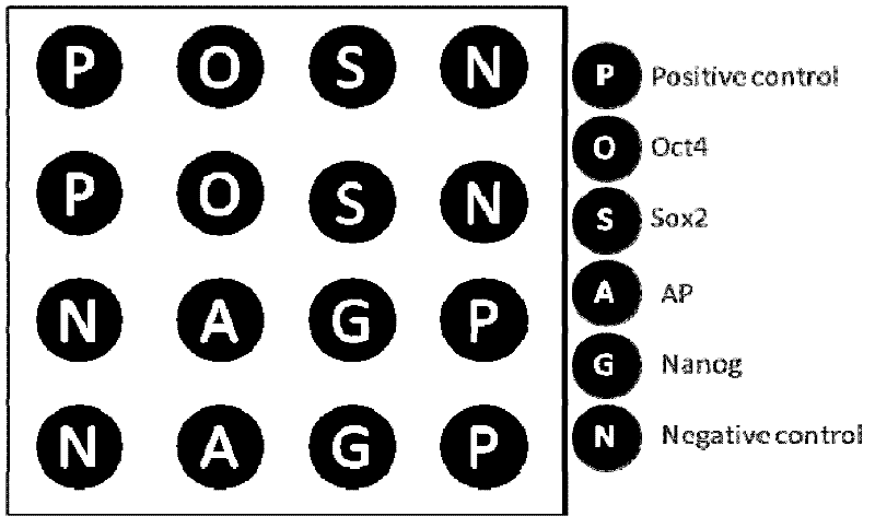 Method for detecting induced pluripotent stem cell