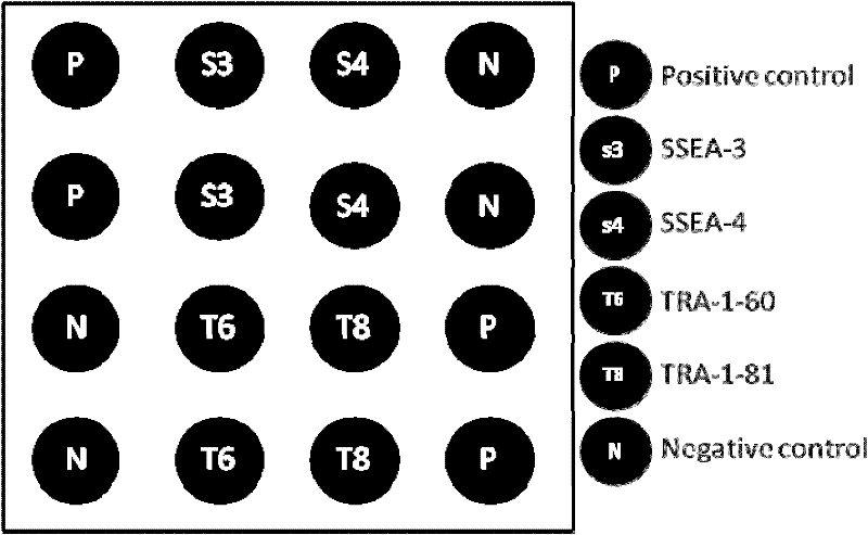 Method for detecting induced pluripotent stem cell