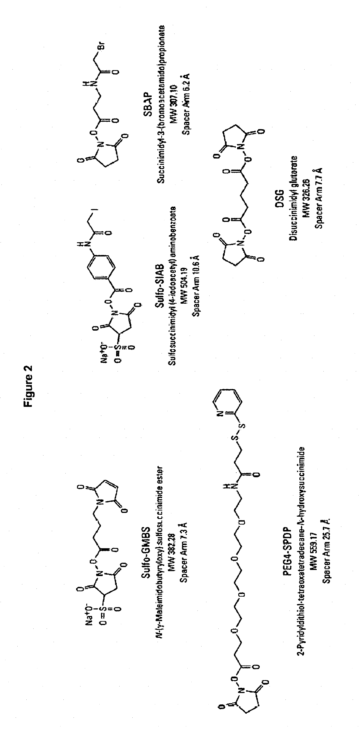 Synthetic vaccines against <i>Streptococcus pneumoniae </i>type 1