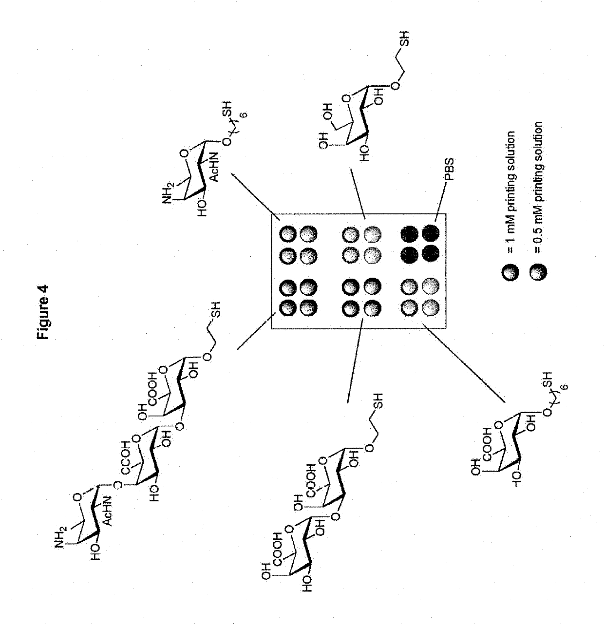 Synthetic vaccines against <i>Streptococcus pneumoniae </i>type 1