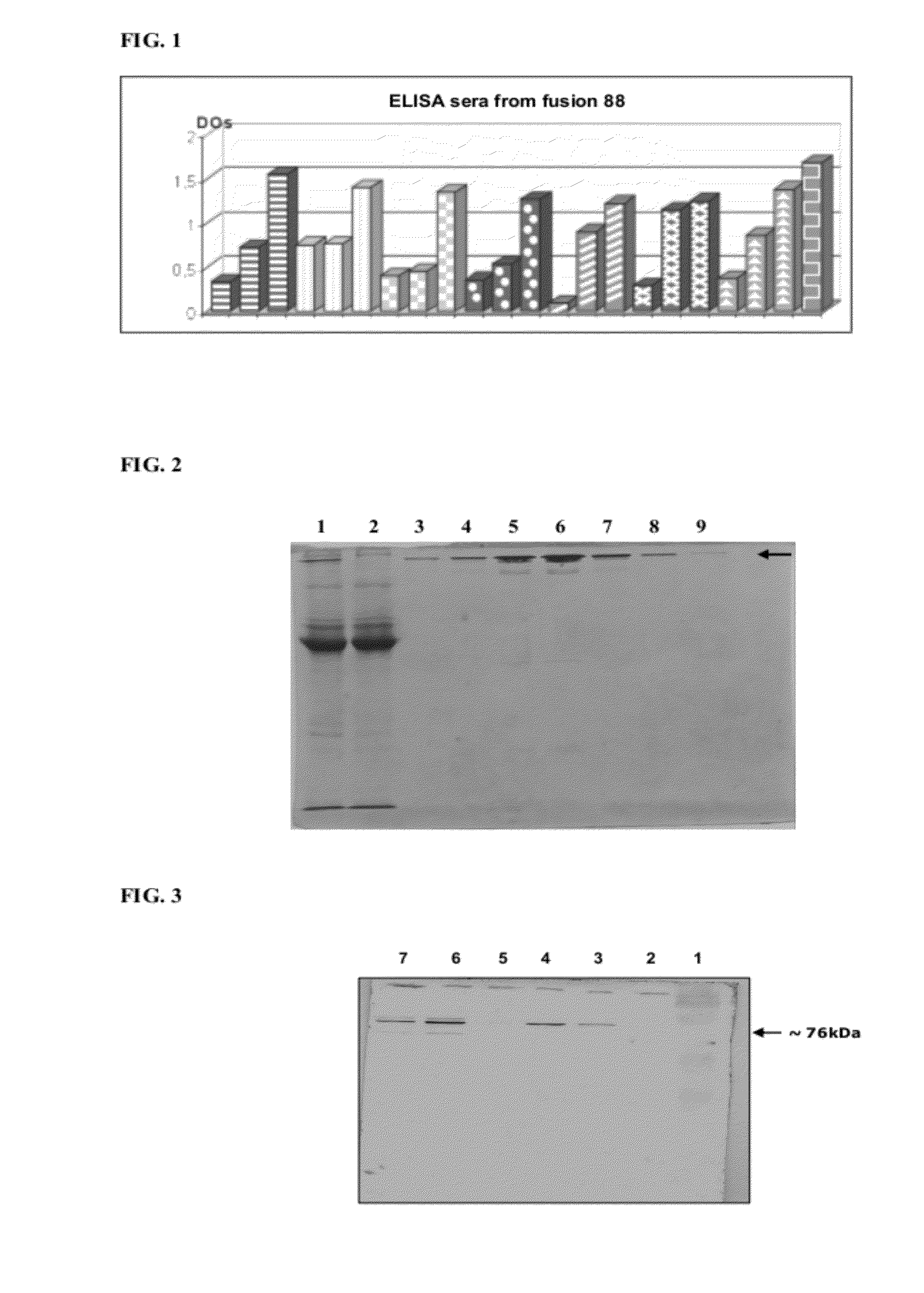 Monoclonal antibodies against the pbp2-a protein and homologous sequences for the treatment of infections by and immunodiagnostics of bacteria of the firmicutes phylum