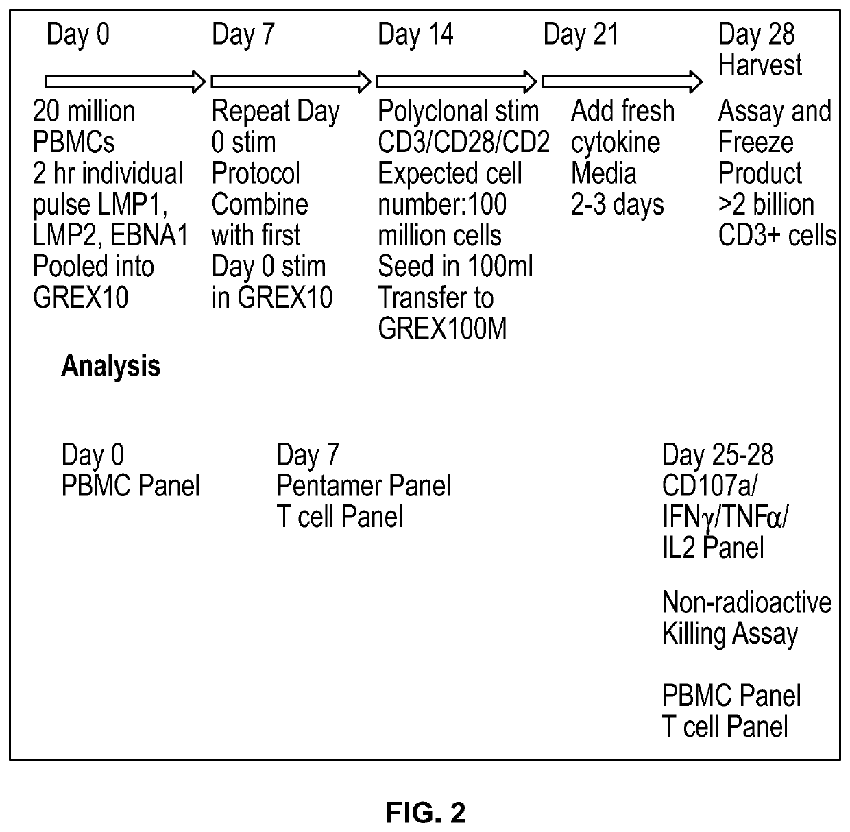 T cell compositions for immunotherapy