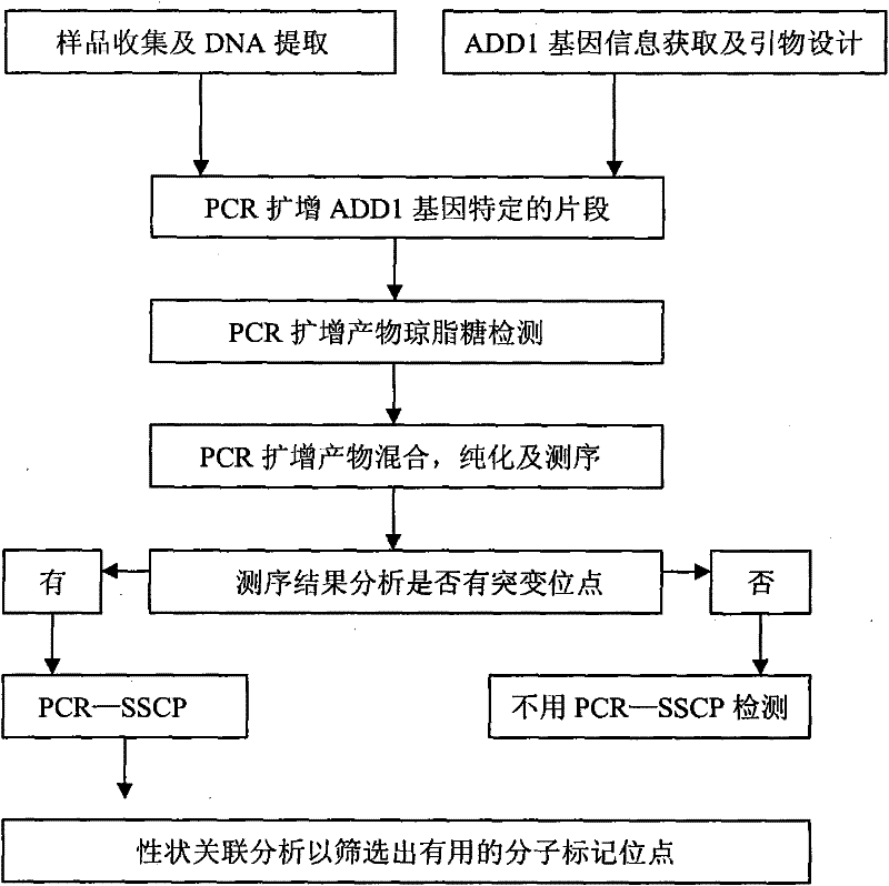 Single nucleotide polymorphism (SNP) of ADD1 gene of cattle and detection method thereof