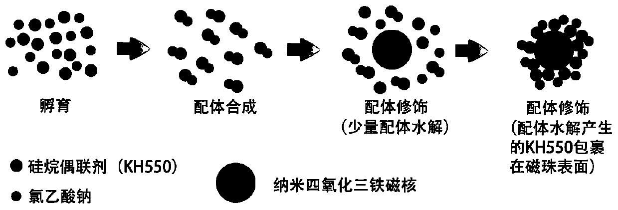 Preparation method and application of novel magnetic bead for separating, purifying and immobilizing histidine tag protein and bovine hemoglobin