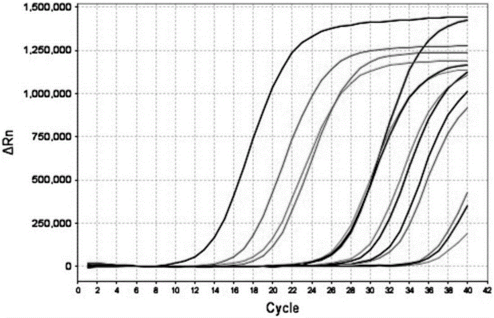 Detection method and kit of BK virus, and application thereof