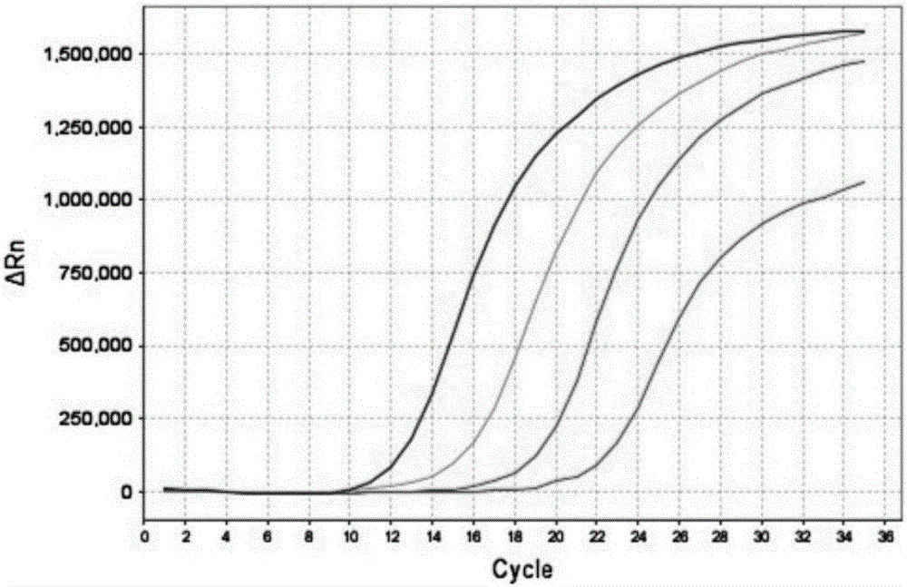 Detection method and kit of BK virus, and application thereof