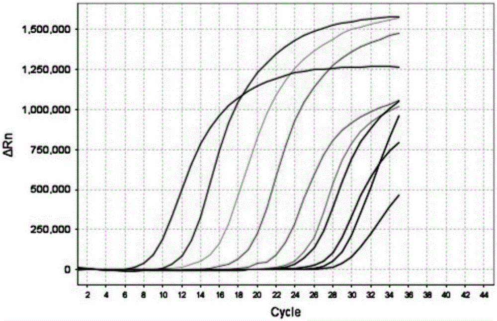 Detection method and kit of BK virus, and application thereof