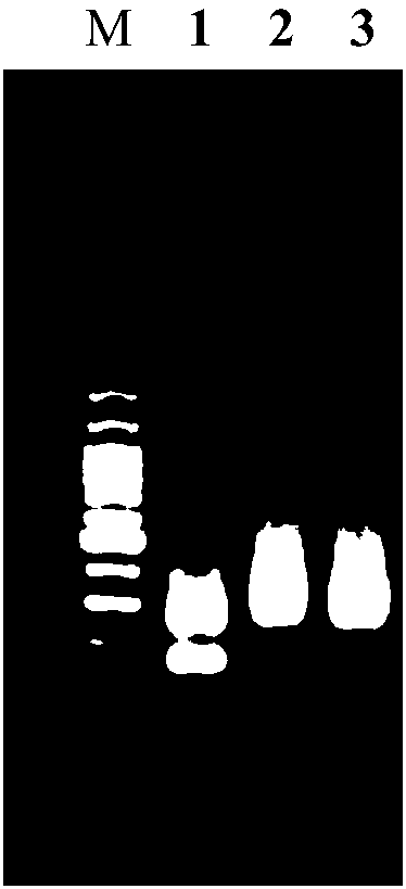 A kind of magnetic bead composition that improves nucleic acid extraction rate and application thereof