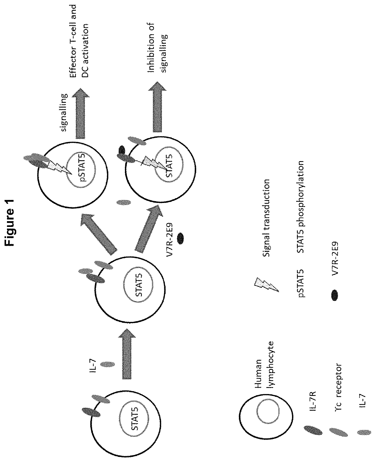 Polypeptides