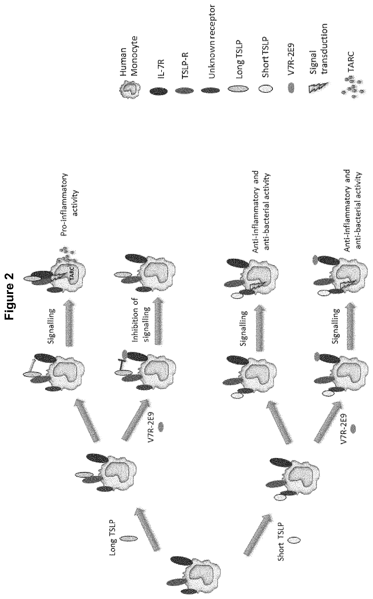 Polypeptides