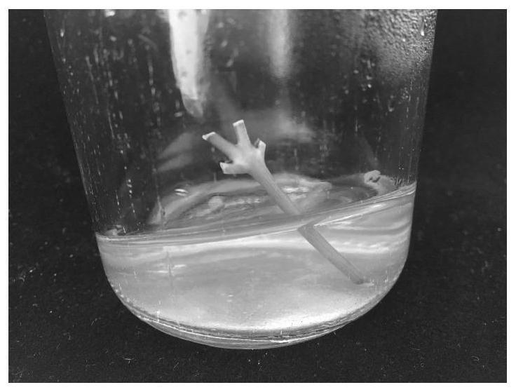 Tissue culture and rapid propagation method for barthea barthei