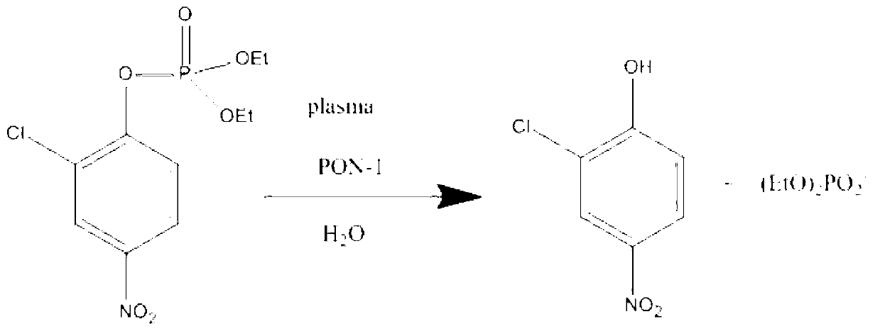 PON-1 (paraoxonase-1) activity detection kit and detection method for same