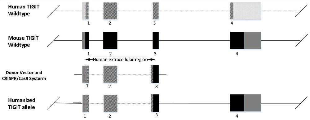 A kind of construction method and application of tigit humanized mouse model