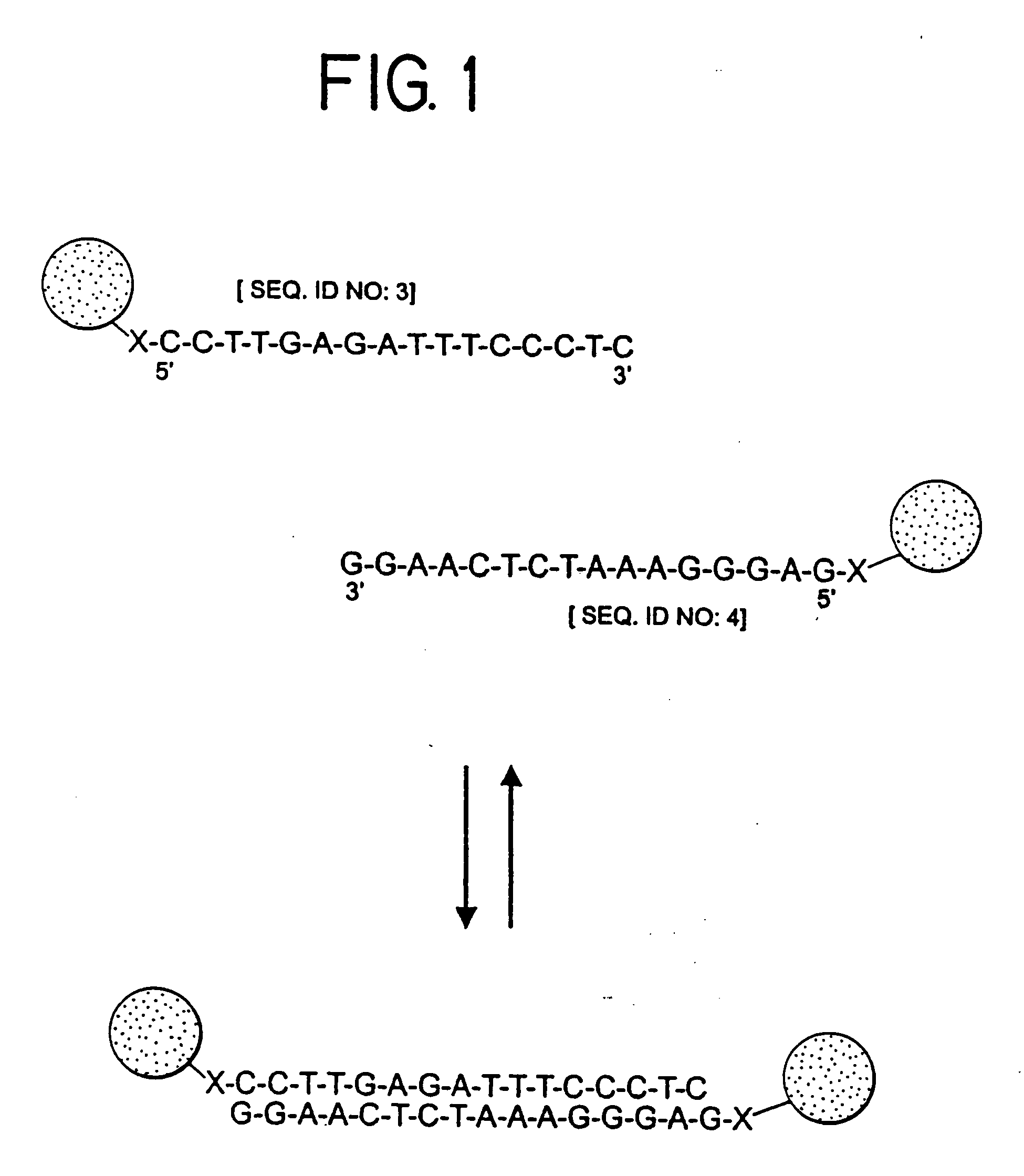 Nanoparticles having oligonucleotides attached thereto and uses therefor