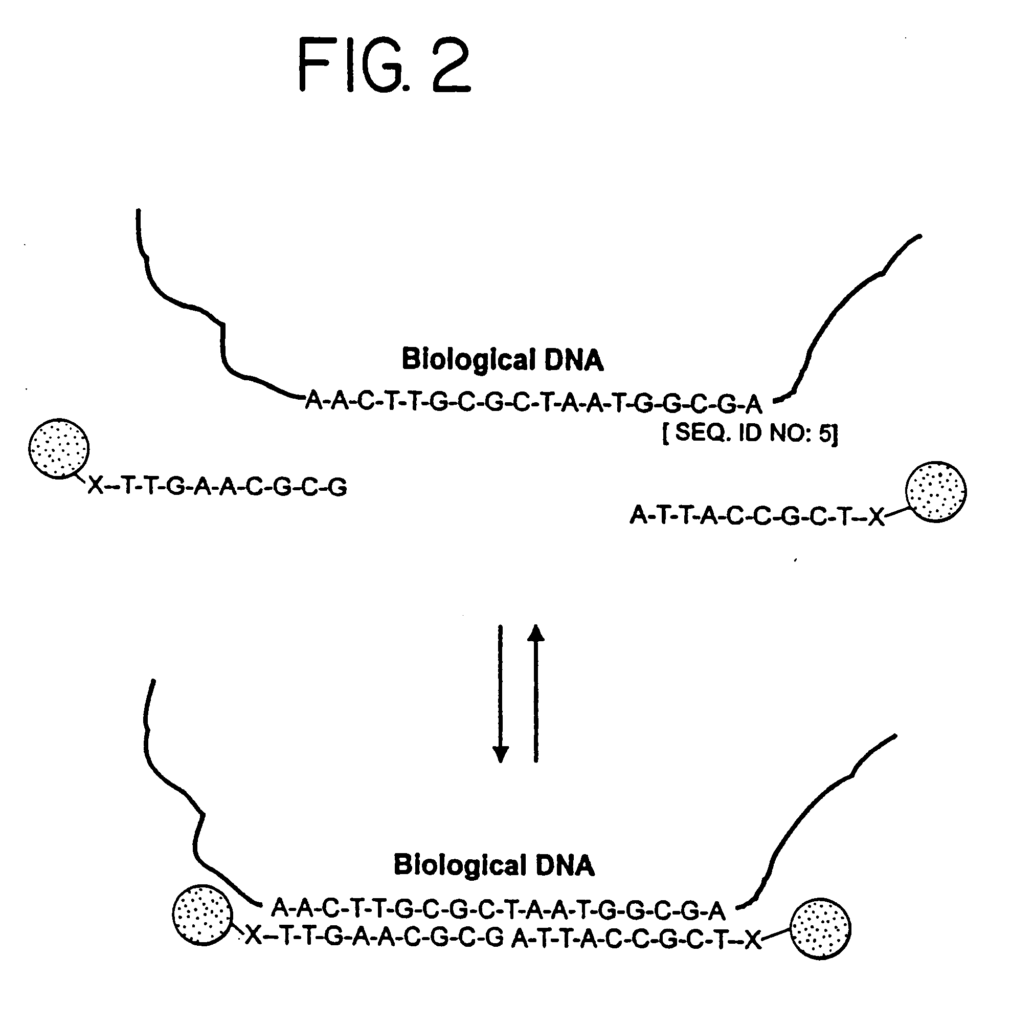 Nanoparticles having oligonucleotides attached thereto and uses therefor