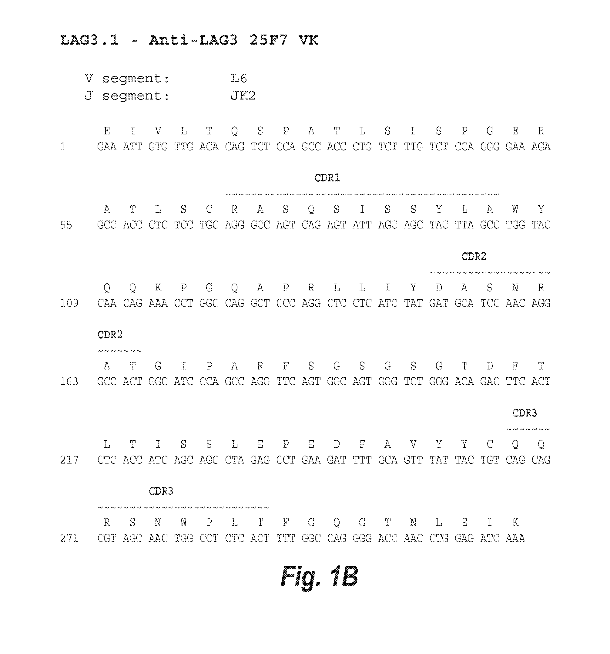 Optimization of antibodies that bind lymphocyte activation gene-3 (lag-3), and uses thereof