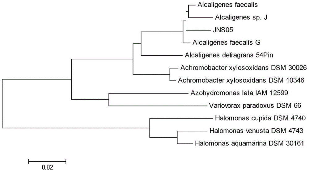 A nitrate-reducing bacteria and its application