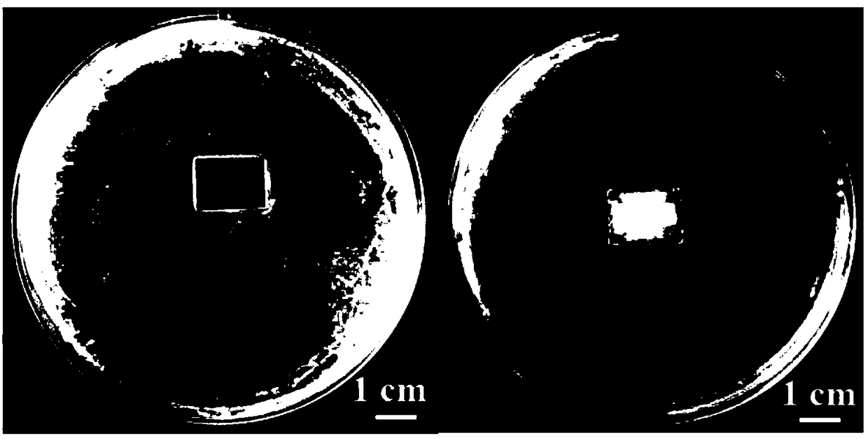 Preparation method of self restoration antibacterial microcapsule film based on host-guest interaction